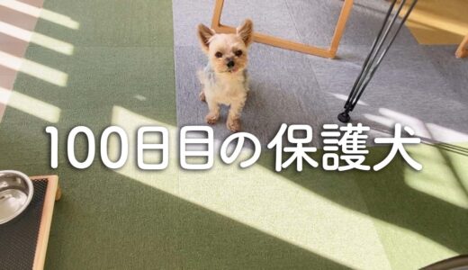 家庭に来て100日目の保護犬【Day100】