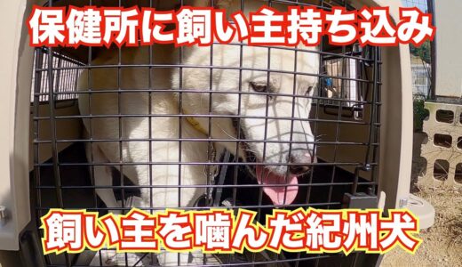 【保健所に捨てられた噛む紀州犬】一度噛まれたぐらいで飼育放棄するなら紀州犬飼わないで！