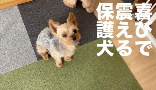 喜びで、震えてしまう保護犬【Day101】