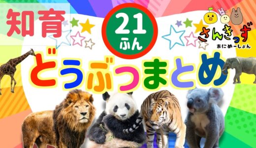 【子供向け 動物 知育アニメ】動物園のどうぶつたちの知育動画まとめ★【21分連続再生】ライオン パンダ トラ コアラ 人気の動物が大集合！ 赤ちゃん 幼児が喜ぶアニメ