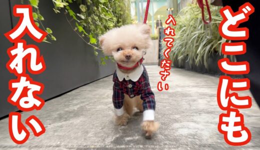 休日の表参道で犬と路頭に迷いました笑【トイプードル】[4K]