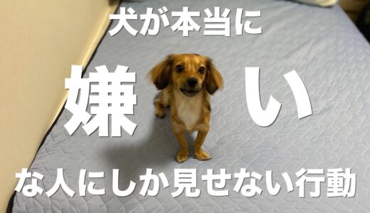 犬が心の底から嫌いな人にしか見せない行動【犬 行動 意味 嫌い 苦手】