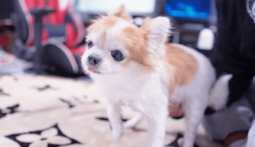 普通の犬なら嫌がる動きを楽しんでしまう老犬チワワさんｗ