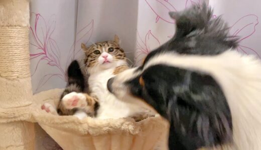 【食べちゃダメ】突然猫の頭にかぶりつく犬