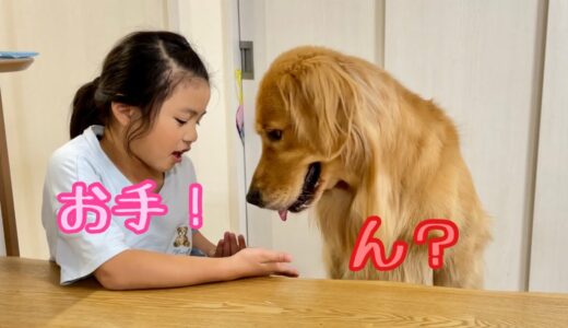 妹に対して、職務怠慢を始めた大型犬【ゴールデンレトリバーとミニチュアダックスフンド】