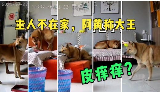 主人不在家，田园犬阿黄把沙发当狗窝，莫不是皮痒痒了!