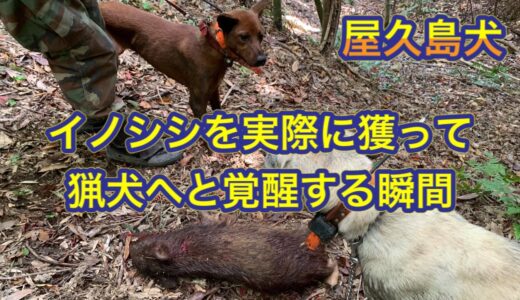 屋久島犬の若犬がイノシシを咥えることで猟犬へと覚醒する瞬間