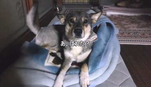 食いしん坊の犬が 珍しく寝てた。が、それにはわけがあった😩