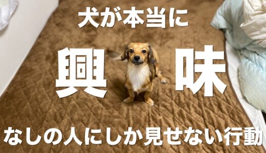 犬が心の底から興味がない人にしか見せない行動【犬 行動 意味 興味 無関心】