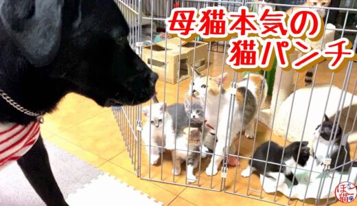 【野犬　子犬　保護犬 子猫】そこで・・・？