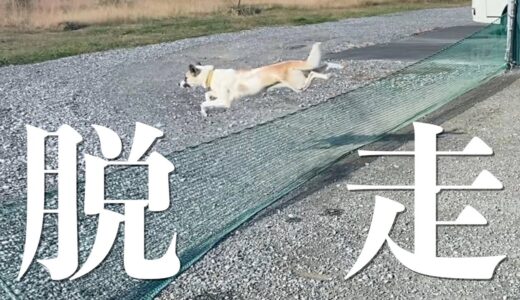 こりゃまずい…うちの保護犬がドッグランからの脱走を覚えた！