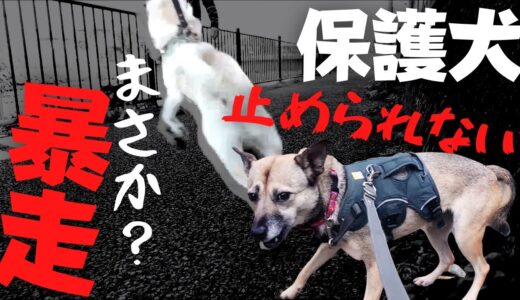 元保護犬が大暴走！まさか・・アッチャンが？「危ない！」飼い主の声が聞こえない！？