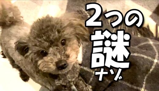 2つの不思議なナゾを持つ犬がこちら