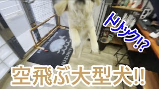 まるでトリック映像空を飛ぶ大型犬！ゴールデンレトリバーの子犬ティト。