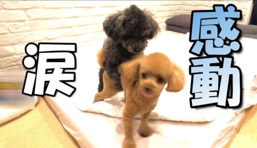 この後、弟犬が取った行動に感動して泣けてきた【涙】