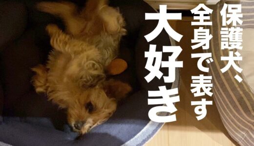 全身で大好きを表現する保護犬、、愛しすぎる。。【Day125】