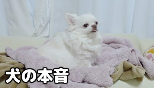 【留守番】家族が出掛けると羽を伸ばしはじめる犬...の一部始終