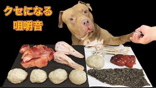 【閲覧注意ASMR】生肉を食べまくる犬の咀嚼音が心地良すぎる