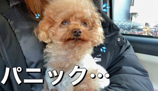 飼い主と離れてたらパニックを引き起こし制御不能になった犬…