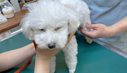 【経過報告】７ヶ月間の闘病生活を過ごした犬の現在