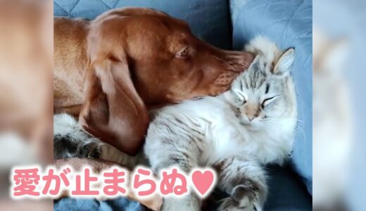 兄猫への思いが止まらない大きな弟犬🐕 愛情も無限大で…♡