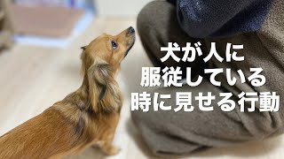 犬が服従している人に見せる行動と犬の上下関係について