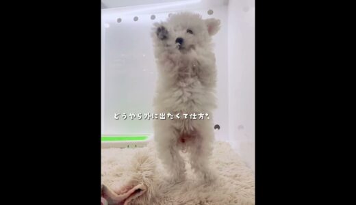 売れ残りの犬と家族になる瞬間w #Shorts