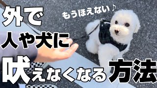 外で人や犬に吠えまくる愛犬の癖が直った！【お散歩のしつけ】マルプー