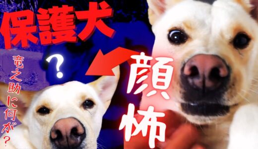 【保護犬】竜之助の怖い表情・・が？！「天使」に変わる瞬間ｗ