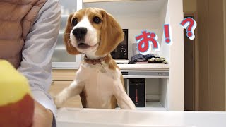 もはやアップル探知機となったビーグル犬