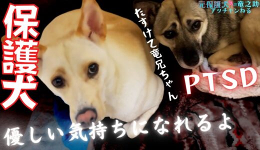 【保護犬】妹犬が可愛くてしょうがない兄犬の竜之助の大好きな・・w