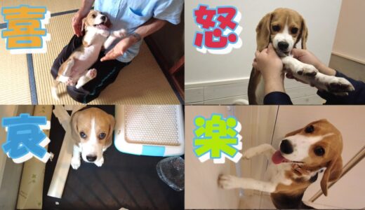 愛犬（ビーグル犬）の気持ちが分かるように喜怒哀楽で分けてみた