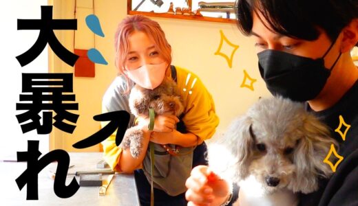 イケ犬&イケメン飼い主さんとDIYしたら愛犬の様子が...