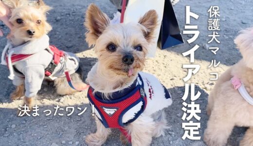 4ヶ月経った保護犬、遂にトライアルが決まった日【Day124】