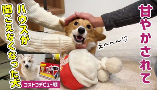 お客さんに嬉しさ爆発！甘やかされる犬達