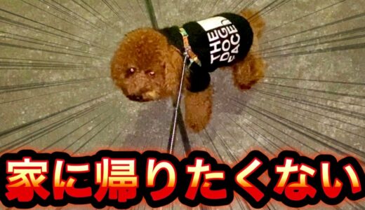 【攻防】まだ散歩したい犬vs帰りたい飼い主【トイプードル】