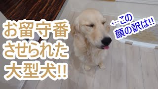 まだ子供なのにお留守番させられた大型犬がこの表情。ゴールデンレトリバーの子犬ティト。