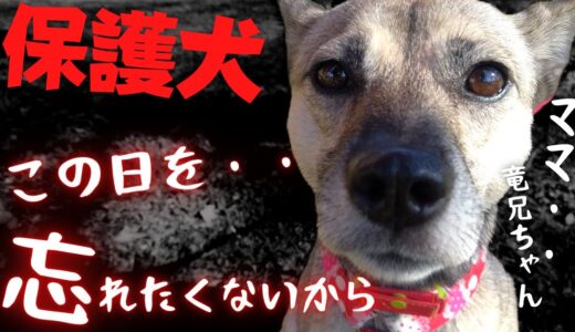 保護犬と50日暮らした・・だけど、妹犬アッチャンは背をむけたんだ