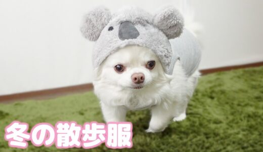 思わず笑みがこぼれる可愛さ！！犬の冬用散歩服 チワワのコハク