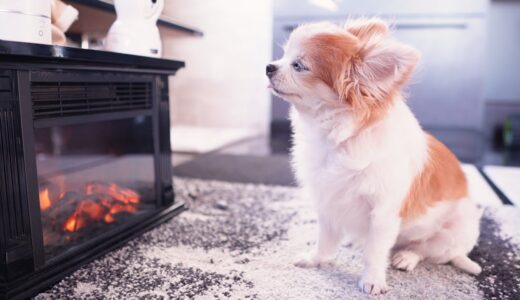 【かけがえのない存在】ポカポカして眠くなる老犬チワワの姿に心が温まる