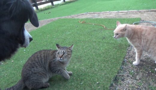 喧嘩してたら犬が後に居て本気で焦る猫