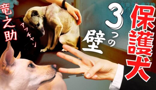 怯え震える保護犬と暮らす「３つの壁！克服の瞬間」犬の反応が可愛すぎるw