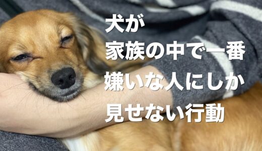 犬が家族の中で一番嫌いな人にしか見せない行動