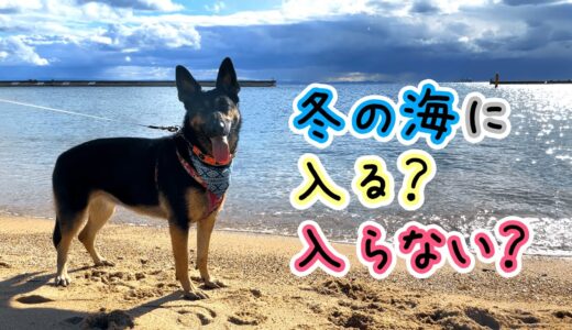 冬に海へ行ったら、シェパード犬は泳ぐ？泳がない？【German Shepherd】 My Dog Swims? Not Swim? In The Winter Sea??