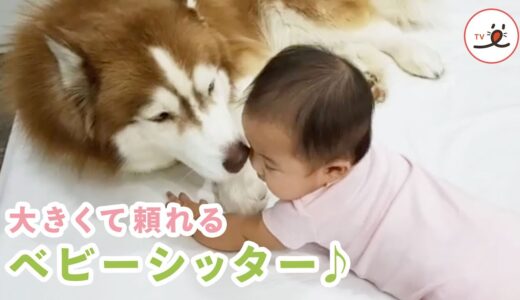 やさしいハスキー犬が…♡