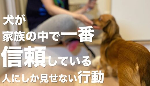 犬が家族の中で一番信頼している人にしか見せない行動