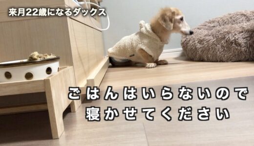 食べさせたい飼い主VS食べたくない老犬