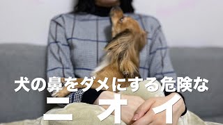 犬の鼻をダメにしてしまう危険なニオイ