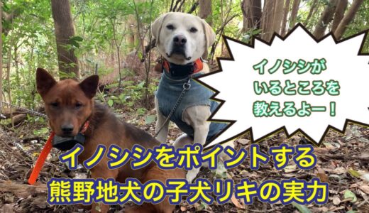 イノシシだらけのイノシシ牧場で発揮した熊野地犬の猟犬の子犬リキの実力