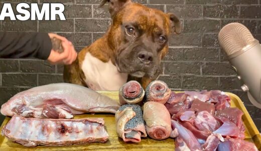 【大食い犬ASMR】ママが生肉あげたら大パニックでカオスすぎたwww